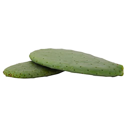 Proinsects Kaktusblätter