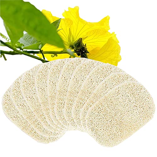 Voarge Luffa