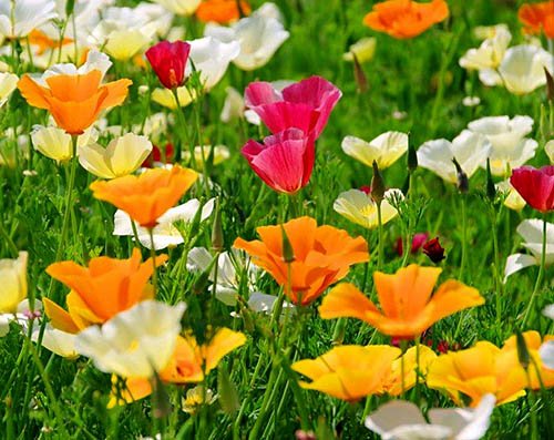 Samen Schenker Kalifornischer Mohn