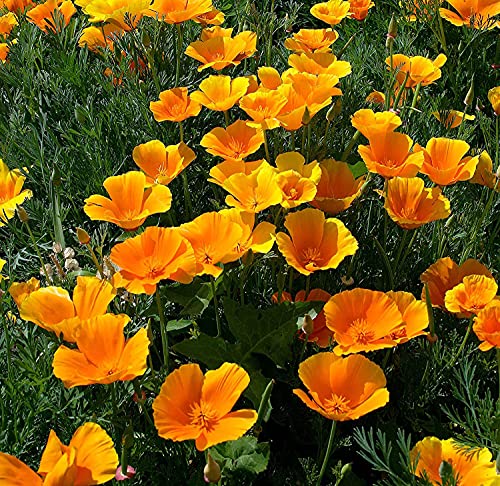 Samen Schenker Kalifornischer Mohn